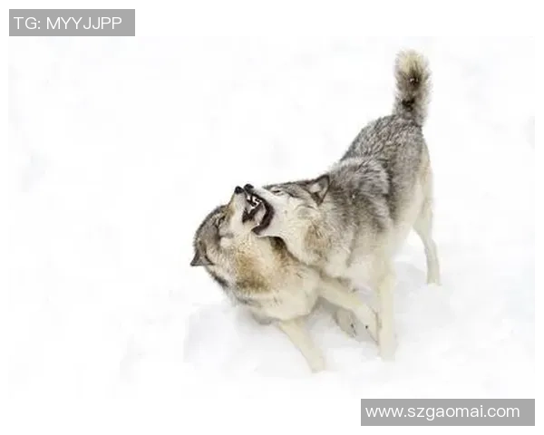 在狼群中崛起的足球明星与勇气与荣耀的传奇之路